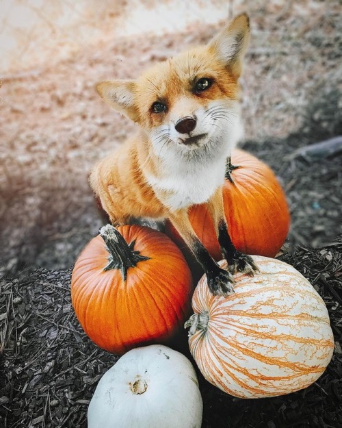 everythingfox: This fox has a quest for youJuniper the Fox