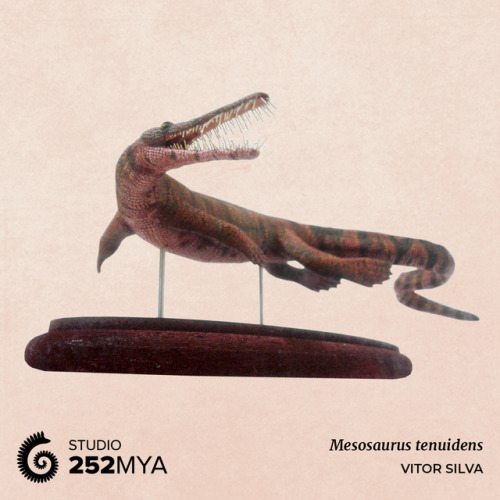 252mya:Mesosaurus tenuidensArtwork by Vitor SilvaMesosaurus was among the earliest reptiles to evolv