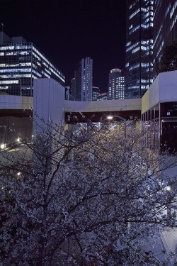 riri-neko:  a windy night with cherry blossomsby