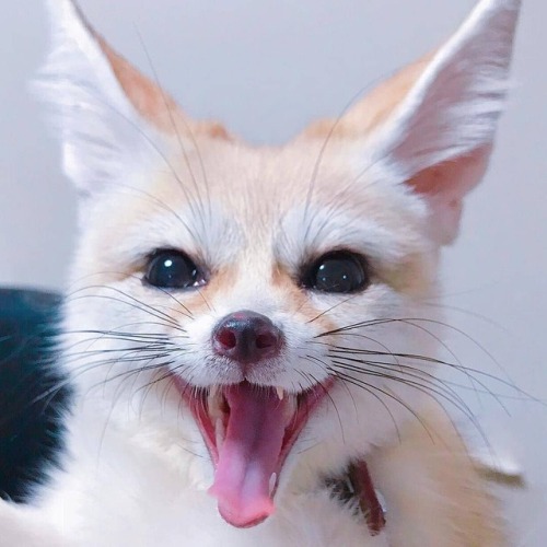 everythingfox: ckate-xo: everythingfox: :D in fennec My face when I know I’m about to get some