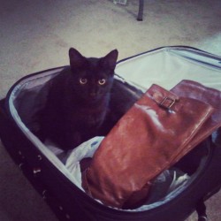 mostlycatsmostly:  Jaspers helping to pack