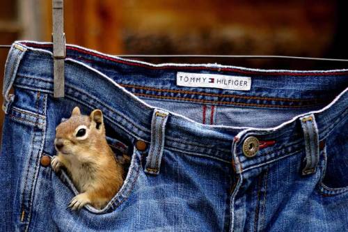 Peanuts in Pockets? A tiny squirrel explores the jean pockets of drying laundry; the little critter 