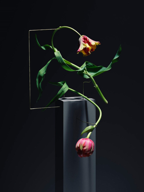 itscolossal: The Graceful Movement of Dancing Tulips Showcased by Carl Kleiner