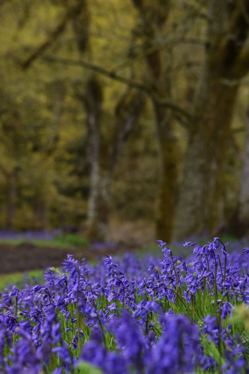 Kinclaven Bluebell Wood, Perthshire, ScotlandIt was quite a delight to walk through these woods and 