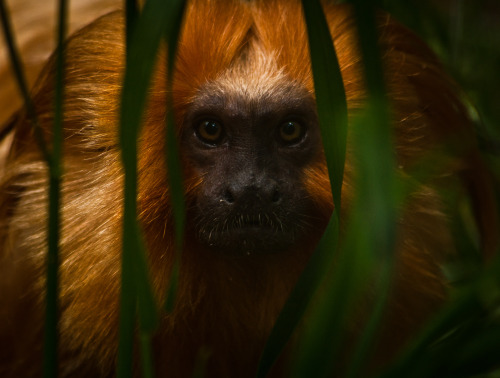 josharlington:Golden Lion Tamarin.They are now endangered due to loss of habitat, and being broken i