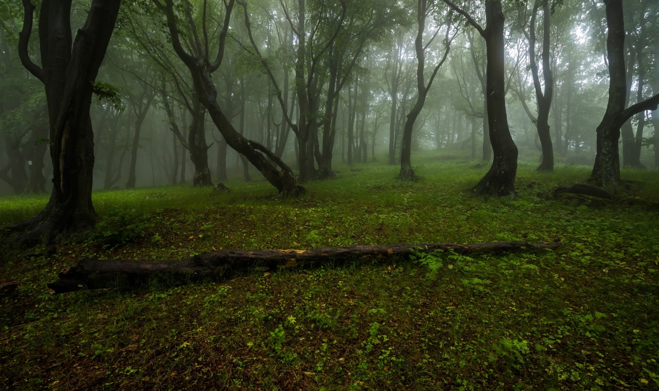 expressions-of-nature:  by Todor Todorov
