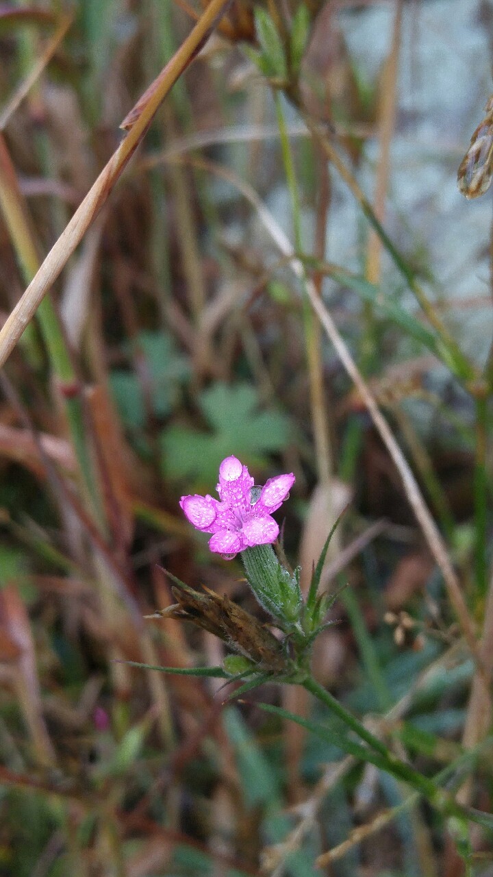dailyplantfacts:  Dianthus armaria is in the family Caryophyllaceae. Commonly known