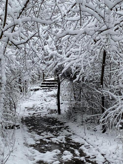 nicetrails:First major snowfall in the area causing the branches to droop over and create a tunnel l