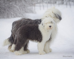 basically-just-dogs:  Old English sheepdog by mari-mi 