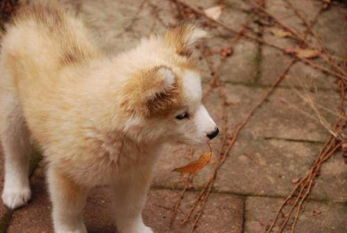 thelastjackalope: buuurnthewitch: Golden Retriever / Siberian Husky mix