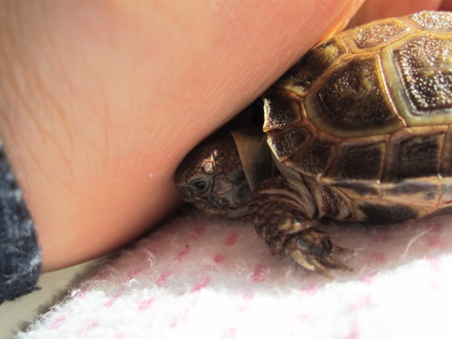 thewhimsyturtle:I don’t understand, Mommy. Why can’t I dig through your hand?! And why a