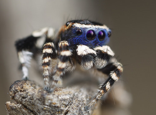 awesomearachnids:    Blueface Maratus (undescribed species)  Imgur  i want this in a puppy size to cuddle with right now