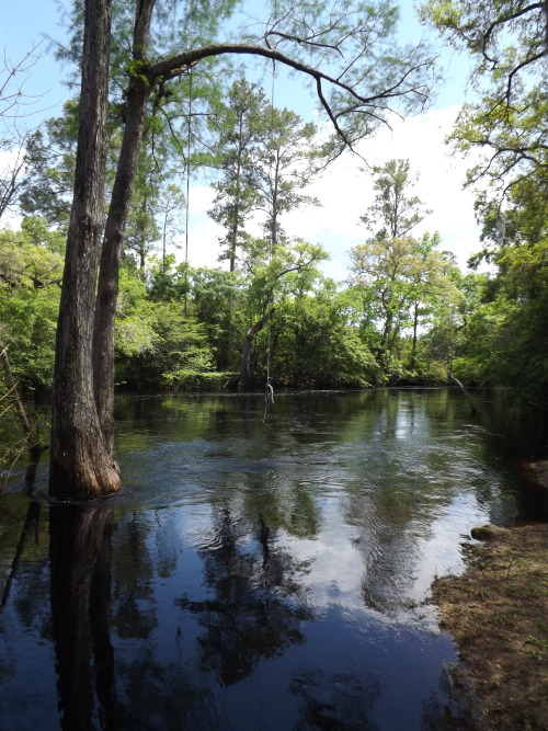 billyboardwalk:  Rope Swing at Steinhatchee Falls