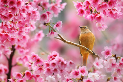 drxgonfly:  Cherry Blossoms & Birds 1