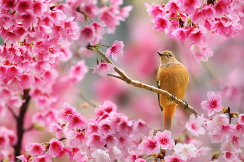 drxgonfly:Cherry Blossoms &amp; Birds 1 2 3 4 (by Sue Hsu)