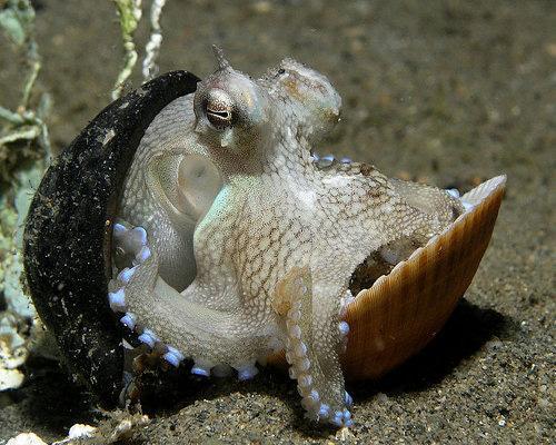mothernaturenetwork:  6 animals that recycle in their everyday lives