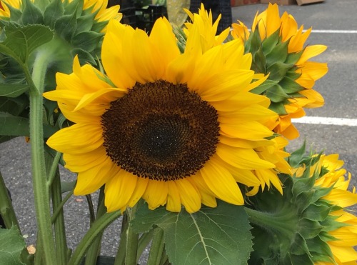 Sunflower, Oak-Marr Farmers Market, Oakton, ole Virginny, 2016.