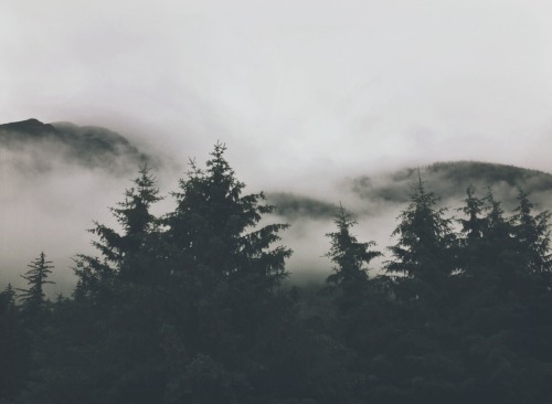loveemforamoment:  Treeline - Haines, Alaska 