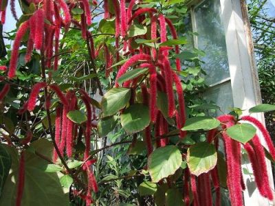 acalypha