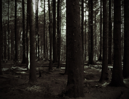 The Pendle Sculpture Trail at Pendle Wood, near Pendle Hill, Lancashire. The works are inspired by t