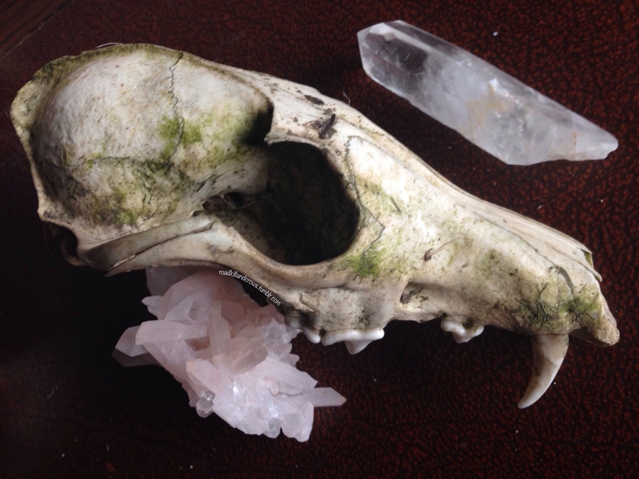 lotus-bl0g:  roadkillandcrows:  Fox skull.  ☪ Lotus ॐ Blog ☪ 