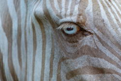 vurtual:  One in a Million (by Matt) &ldquo;Zoe is an extremely rare &quot;white&rdquo; zebra born on the Island of Molokai in 1998. Zoe now lives on Hawaii’s Big Island at the Three Ring Ranch Exotic Animal Sanctuary. In addition to providing a home