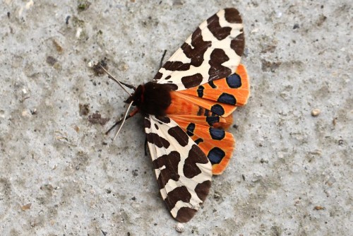 a Garden Tiger Moth (Arctia caja) in Dorset, Englandby Alastair Rae