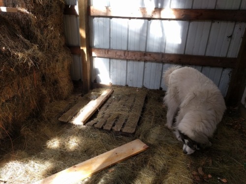 ratfarm: It was so cold (below zero) that the new goat kid had to come in the house for the night. I