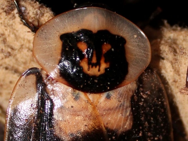 Death’s Head Cockroach
Blaberus craniifer
Source: Here