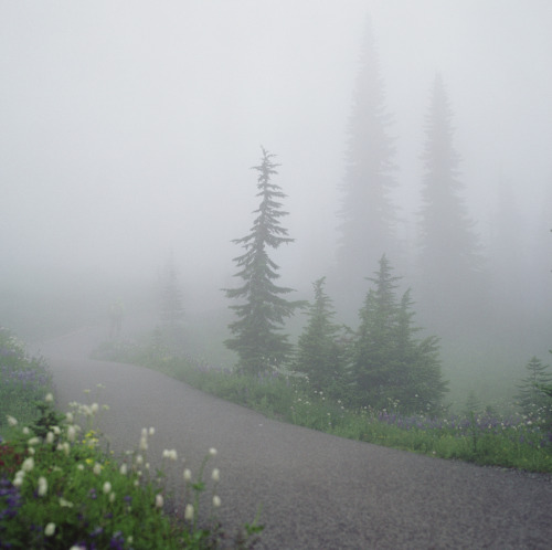 90377: the mood at mt. rainier  by Danielle  Nelson