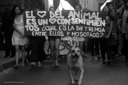 nigobernada-nigobernante-blog:  MIENTRAS SIGAN TORTURANDO, SEGUIREMOS PROTESTANDO! (Marcha animalista viernes 18/01/2013) 