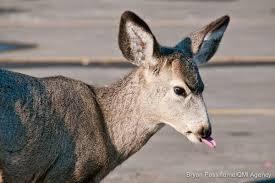 i-am-dovahkiin:  deer are so fucking dumb i want 47 of them 