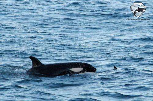 icelandic-orca: Vendetta (SN069) has made her return to Iceland from Scotland taking almost her whol