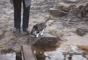 awwww-cute:  Must not allow the feets to get wet (Source: http://ift.tt/1LPwXF2)