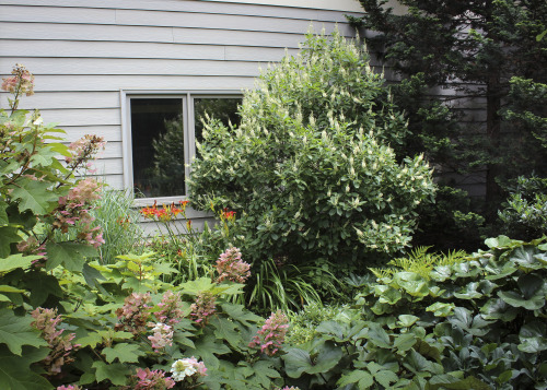 The planting bed along the North side of the home is looking very lush and full of texture and color