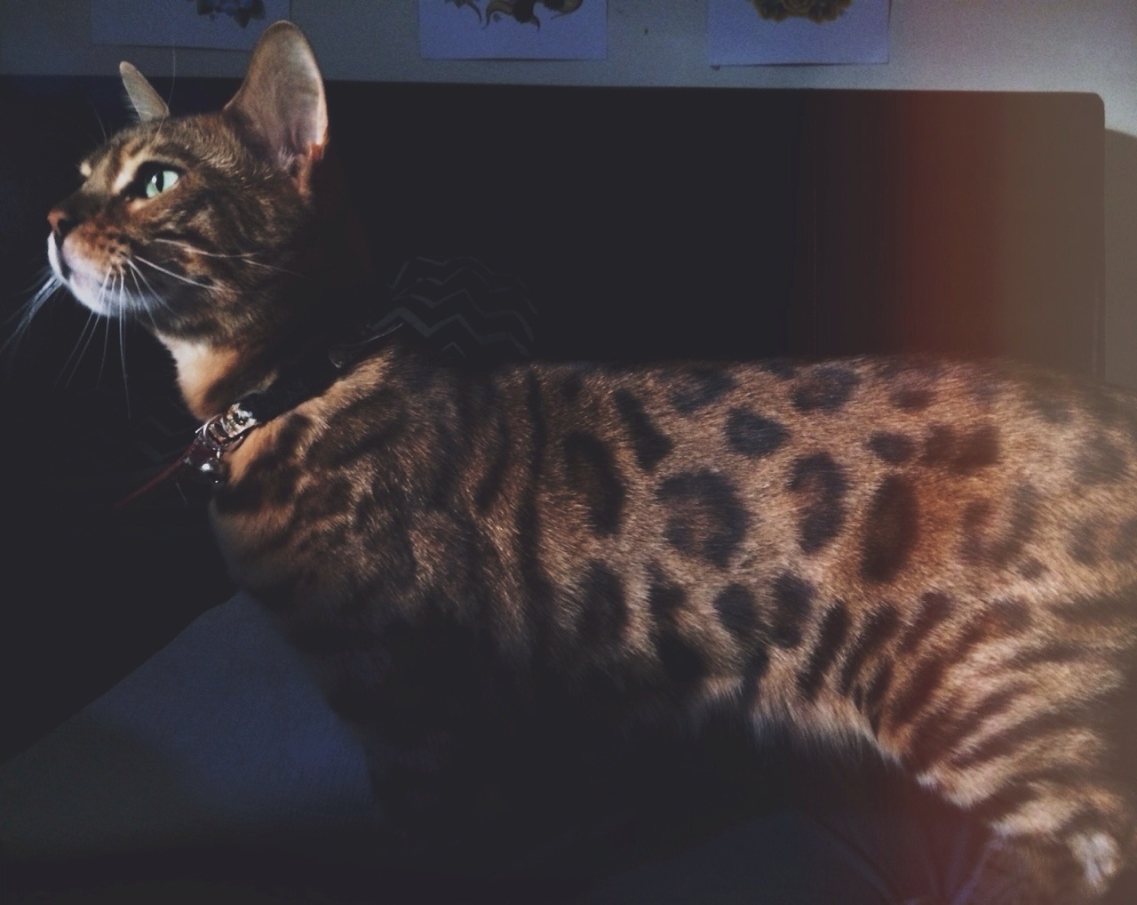 deathtraders:  Pretty Boy Dali being a model 