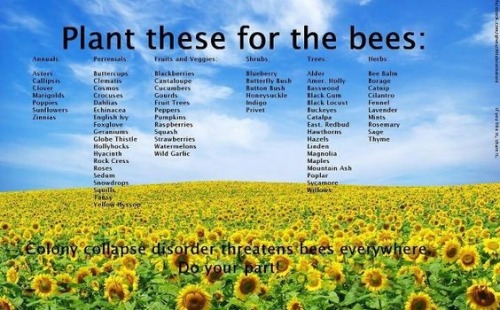 Plants for bees