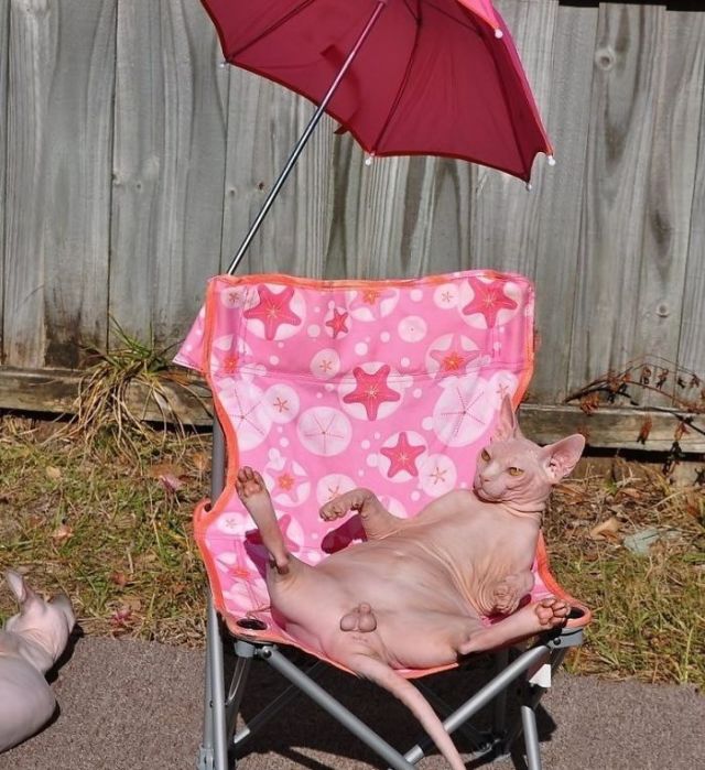 lolawashere:awesome-picz:Sphynx Cats Are Not As Photogenic As Other Cats.They’re