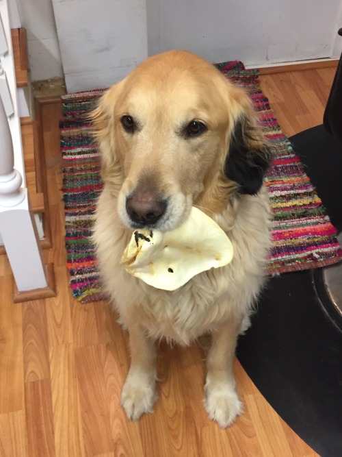 My golden retriever, Quill, getting ready to eat an early Christmas present.