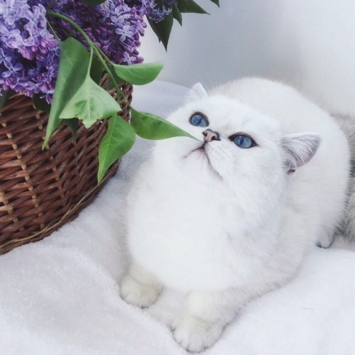 Beautiful photo shoot with lilac