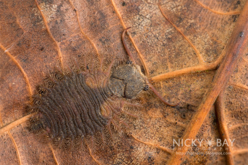 onenicebugperday:Owlfly Larvae,AscalaphidaeFound in Malaysia, Mozambique, and Singapore respectively