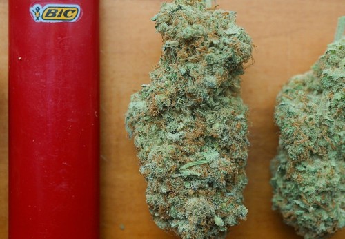 mice-teeth:  big nugs are the best nugs 