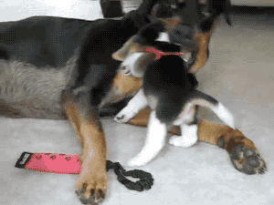 gifsboom:  Beagle Puppy Attacks Rottweiler. [video]