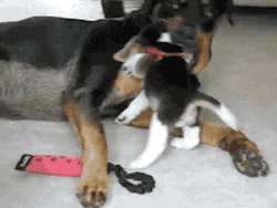 gifsboom:  Beagle Puppy Attacks Rottweiler.