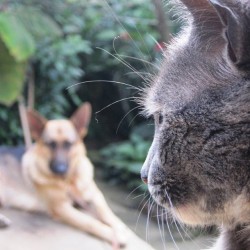 Doña Kiruma y Brisa #cat #dog #cute #germanshepherd