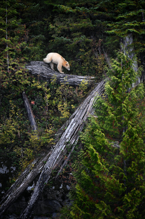 creatures-alive:  (via 500px / Rain Coast Ghost by Shane McDermott) 