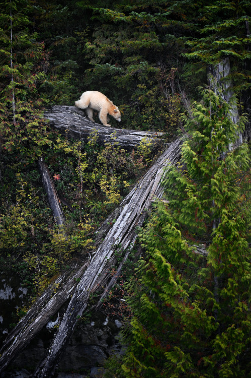 bvddhist:un-in-formed:followthewestwind:Spirit bear, photographed in the Great Bear Rain Forest on t