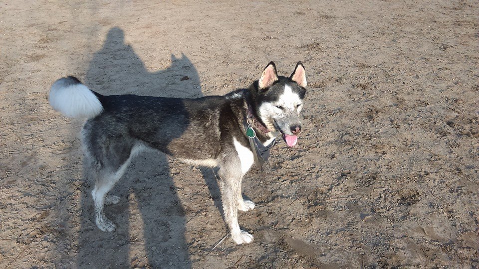 handsomedogs:A very dirty but happy Lady Stark [Siberian Husky] - @rippedtoys LADY