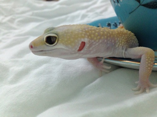 twinkleangel:rate-my-reptile:queengeck:What a pretty girl.Dreaming of  The lIfe In Cupps… the new fi