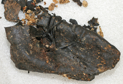 ancientart:A remarkably preserved Roman coffin, and a child’s shoe found within it. Excavated 